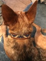 mountain design beaded dog collar